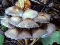 Mycena inclinata - Buntstieliger Helmling - Hdingen