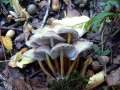 Mycena inclinata - Buntstieliger Helmling - Hdingen