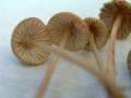 Mycena olivaceomarginata - Braunschneidiger Grashelmling - Hdingen