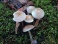 Mycena&nbsp;galericulata&nbsp;-&nbsp;Rosabl�ttriger Helmling&nbsp;-&nbsp;H�dingen