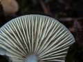 Mycena&nbsp;galericulata&nbsp;-&nbsp;Rosabl�ttriger Helmling&nbsp;-&nbsp;H�dingen
