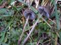 Mycena aetitis - Graublttriger Ruhelmling - Hdingen