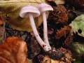 Mycena pura - Gemeiner Rettichhelmling - Hdingen