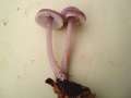 Mycena pura - Gemeiner Rettichhelmling - Hdingen