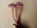 Mycena pura - Gemeiner Rettichhelmling - Hdingen
