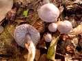 Mycena pura - Rettich-Helmling - Hdingen