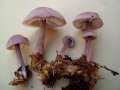 Mycena pura - Rettich-Helmling - Hdingen