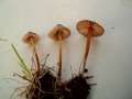 Mycena olivaceomarginata - Braunschneidiger Grashelmling - Hdingen