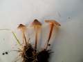 Mycena olivaceomarginata - Braunschneidiger Grashelmling - Hdingen
