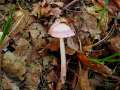 Mycena&nbsp;rosea&nbsp;-&nbsp;Rosa Rettich-Helmling&nbsp;-&nbsp;H�dingen