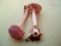 Mycena&nbsp;rosea&nbsp;-&nbsp;Rosa Rettich-Helmling&nbsp;-&nbsp;H�dingen