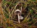 Mycena aetitis - Graublttriger Ru-Helmling - Hdingen