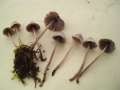 Mycena aetitis - Graublttriger Ru-Helmling - Hdingen