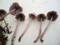 Mycena aetitis - Graublttriger Ru-Helmling - Hdingen