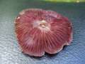 Mycena pelianthina - Schwarzgezhnelter Helmling - Hdingen