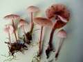 Mycena zephirus - Rostiger Helmling;Rostfleckiger Helmling - Hdingen