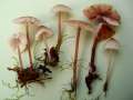 Mycena zephirus - Rostiger Helmling;Rostfleckiger Helmling - Hdingen