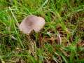 Mycena&nbsp;aetitis&nbsp;-&nbsp;Graubl�ttriger Ru�helmling&nbsp;-&nbsp;H�dingen