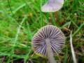 Mycena&nbsp;aetitis&nbsp;-&nbsp;Graubl�ttriger Ru�helmling&nbsp;-&nbsp;H�dingen