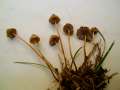 Mycena olivaceomarginata - Braunschneidiger Grashelmling - Hdingen