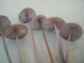 Mycena polygramma - Rillstieliger Helmling - Hdingen