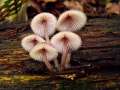 Mycena haematopus - Groer Blut Helmling - Hdingen