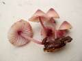 Mycena haematopus - Groer Blut Helmling - Hdingen