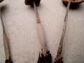Mycena polygramma - Rillstieliger Helmling - Hdingen