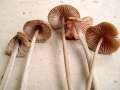 Mycena polygramma - Rillstieliger Helmling - Hdingen