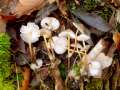 Mycena&nbsp;inclinata&nbsp;-&nbsp;Buntstieliger Helmling&nbsp;-&nbsp;H�dingen