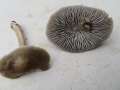 Mycena&nbsp;aetitis&nbsp;-&nbsp;Graubl�ttriger Ru�-Helmling&nbsp;-&nbsp;H�dingen