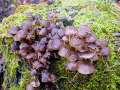 Mycena tintinabulum - Winter Helmling - Walbeck