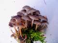 Mycena tintinabulum - Winter Helmling - Walbeck
