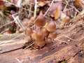Mycena stipata f.stipata - Alkalischer Helmling - Walbeck