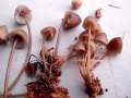 Mycena stipata f.stipata - Alkalischer Helmling - Walbeck