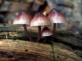 Mycena haematopus - Groer Blut-Helmling - Weferlingen-Walbeck