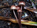 Mycena haematopus - Groer Blut-Helmling - Weferlingen-Walbeck