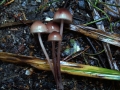 Mycena haematopus - Groer Blut-Helmling - Weferlingen-Walbeck