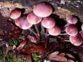 Mycena haematopus - Groer Blut Helmling - Weferlingen