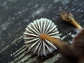 Mycena viridimarginata - Olivbrauner Helmling;Grnschneidiger Helmling - Weferlingen