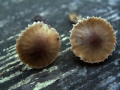 Mycena viridimarginata - Olivbrauner Helmling;Grnschneidiger Helmling - Weferlingen