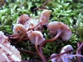 Mycena maculata - Gefleckter Büschelhelmling - Weferlingen
