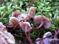 Mycena maculata - Gefleckter Bschelhelmling - Weferlingen