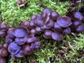 Mycena tintinabulum - Winter Helmling - Weferlingen
