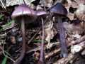 Mycena pura f.violacea - Gemeiner Rettichhelmling - Weferlingen