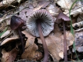 Mycena pura f.violacea - Gemeiner Rettichhelmling - Weferlingen