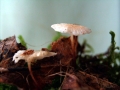 Mycena&nbsp;stylobates&nbsp;-&nbsp;Postament - Helmling&nbsp;-&nbsp;Weferlingen