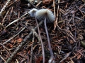 Mycena&nbsp;galopus&nbsp;-&nbsp;Wei�milchender Helmling&nbsp;-&nbsp;Weferlingen