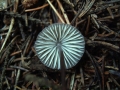 Mycena&nbsp;galopus&nbsp;-&nbsp;Wei�milchender Helmling&nbsp;-&nbsp;Weferlingen