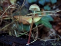 Mycena&nbsp;crocata&nbsp;-&nbsp;Gelbmilchender Helmling&nbsp;-&nbsp;Weferlingen